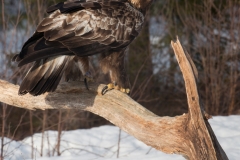 Steenarend; Golden Eagle; Aquila chrysaetos; Steinadler