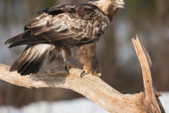 Steenarend; Golden Eagle; Aquila chrysaetos; Steinadler