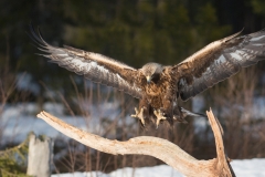 Steenarend; Golden Eagle; Aquila chrysaetos; Steinadler