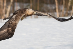 Steenarend; Golden Eagle; Aquila chrysaetos; Steinadler