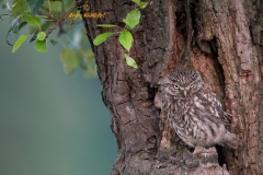 Vogels