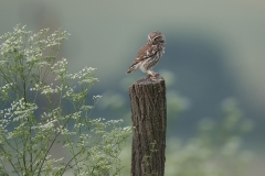 Steenuil; Little owl; Athena noctua