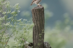 Steenuil; Little owl; Athena noctua