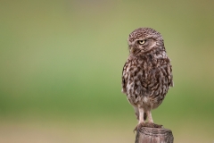 alone="yes"?>

