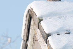 Steenuil_HBN8685