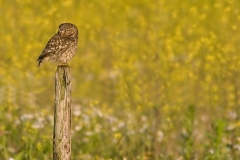 steenuil_HBO4195