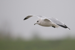 stormmeeuw_HBN2790