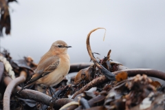 Aziatische Roodborsttapuit; Saxicola maurus; Siberian Stonechat