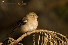 Vink