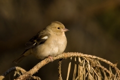 Vink 0827