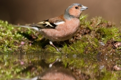 vink_HB70604