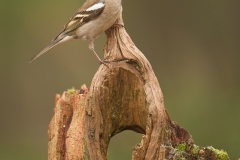 vink_HB71370