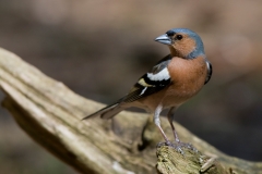 vink_HBN6903