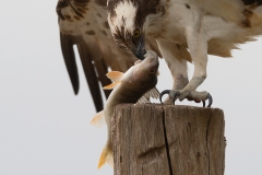 Kopportret sperwer