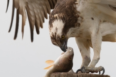 Kopportret sperwer