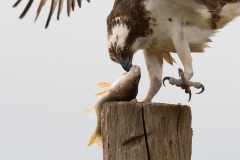 Kopportret sperwer
