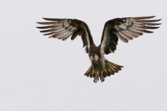 visarend_HBN6301