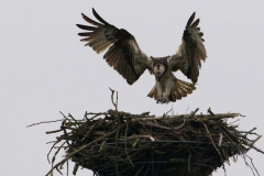 visarend_HBN6302