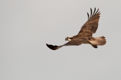 visarend_HBN7218