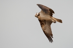 visarend_HBN7259