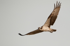 visarend_HBN7298
