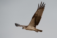 visarend_HBN7308
