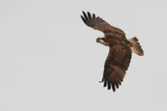 visarend_HBN7326