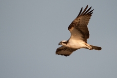 visarend_HBN7350
