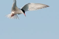 Visdief