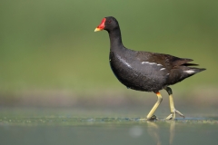 Waterhoen; Common Moorhen; Gallinula chloropus