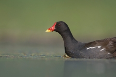 Waterhoen; Common Moorhen; Gallinula chloropus
