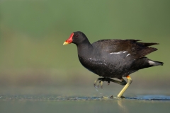 Waterhoen; Common Moorhen; Gallinula chloropus