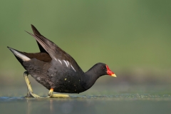 Waterhoen; Common Moorhen; Gallinula chloropus