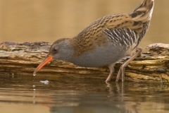 waterral_HBO1626