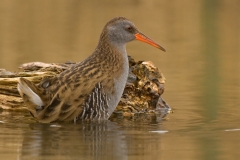 waterral_HBO1648