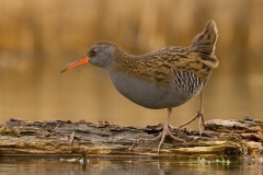 waterral_HBO1676
