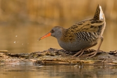 waterral_HBO1683