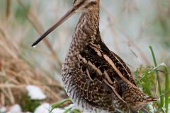 Watersnip_HBN2564