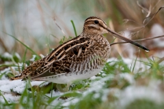 Watersnip_HBN2582