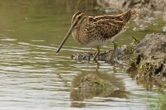 watersnip_HBO6543