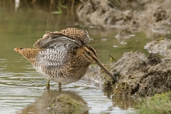 watersnip_HBO6556