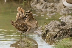 watersnip_HBO6560