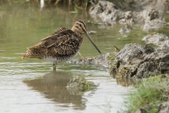 watersnip_HBO6581
