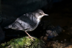 waterspreeuw_HBN3686