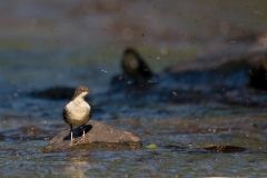 waterspreeuw_HBN3737