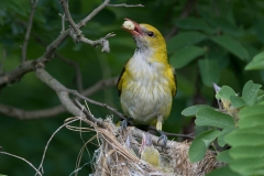 Wielewaal; Eurasian Golden Oriole; Oriolus oriolus