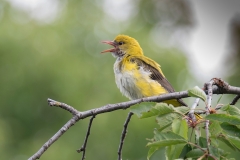 Wielewaal; Eurasian Golden Oriole; Oriolus oriolus