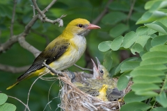 Wielewaal; Eurasian Golden Oriole; Oriolus oriolus
