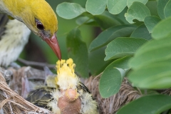 Wielewaal; Eurasian Golden Oriole; Oriolus oriolus