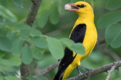 Wielewaal; Eurasian Golden Oriole; Oriolus oriolus